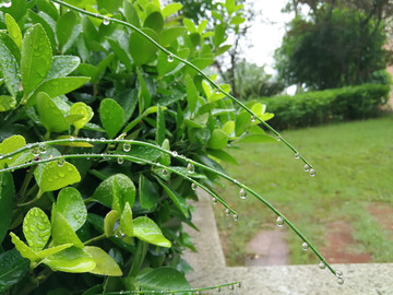 雨露绿枝叶