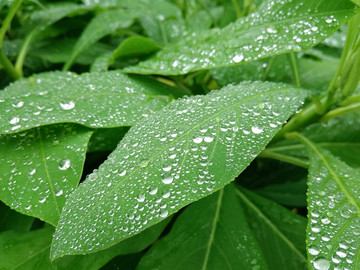 雨露绿叶