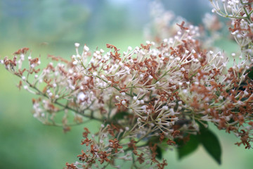 女贞花