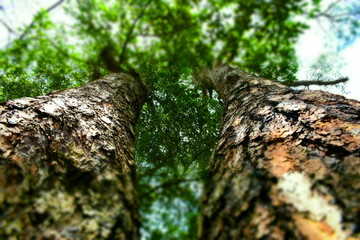 连理枝树背景图高清摄影素材