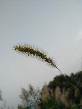 狗尾草  毛毛狗  狗尾巴草