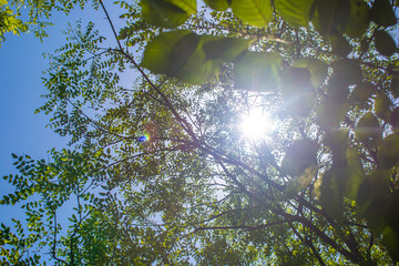 阳光透过树叶图片素材