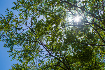 高清阳光透过树叶图片素材