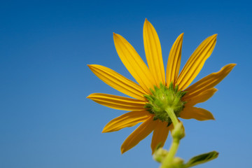 菊芋花