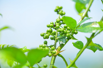 花椒藤椒 高清大图