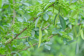 花椒藤椒 高清大图