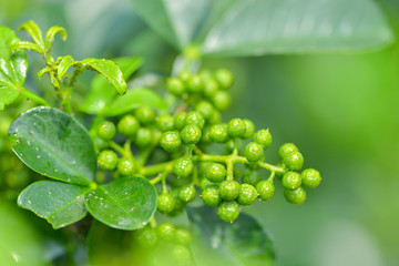 花椒藤椒 高清大图