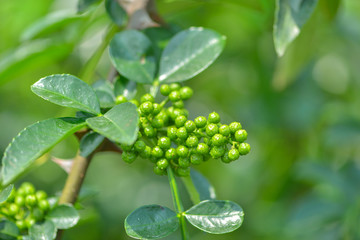 花椒藤椒 高清大图