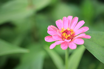 波斯菊 太阳花