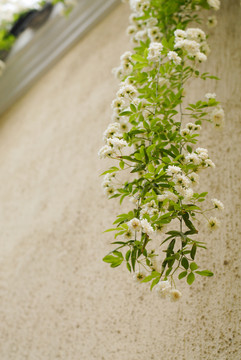 木香花