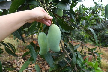 桂七香芒果树