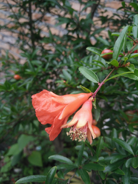石榴花