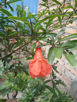 石榴花
