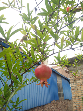 石榴树