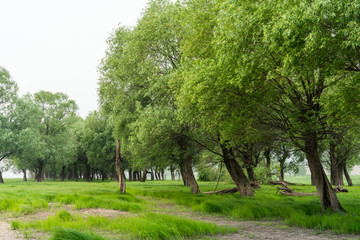 浓荫小树林