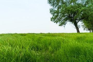 树林绿草