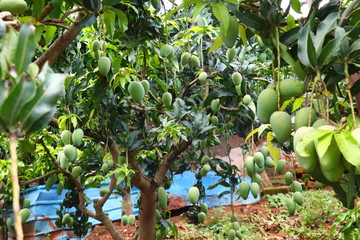 台农芒果果园图片