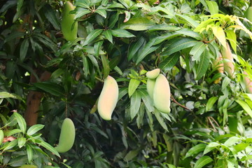 象牙芒果树