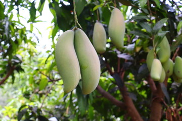 象牙芒果树