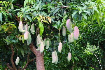 象牙芒果园图片