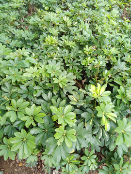 植物 木涤 树叶纹理