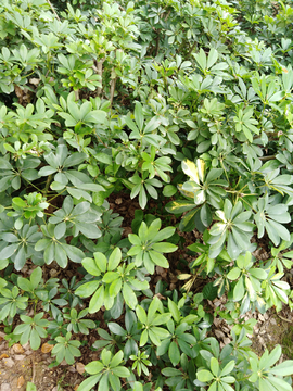 植物 木涤 树叶纹理