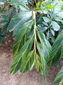 美人蕉 植物 绿化植物花草