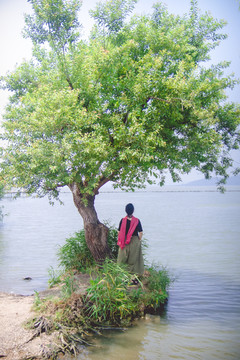 湖畔大树