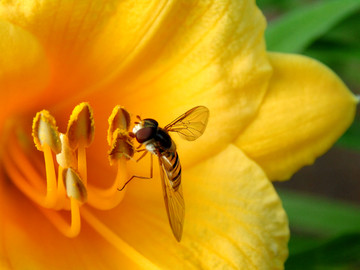 小蜜蜂 花瓣