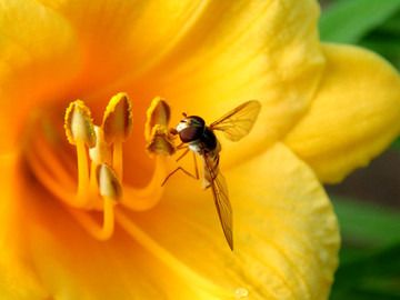 花瓣 小蜜蜂