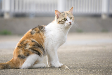 小花猫