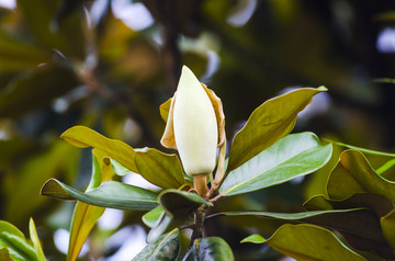 广玉兰 花苞