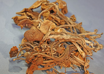 茶树菇