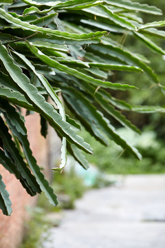 霸王花植物