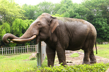 大象 非洲象