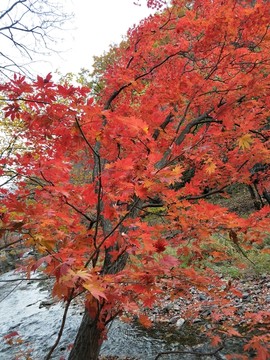 辽宁本溪枫叶