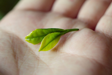 高清 茶叶 茶园 中国茶叶