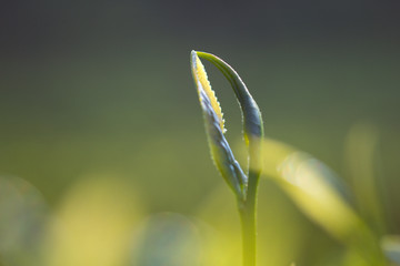 茶叶种植茶园