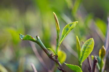 茶叶种植茶园