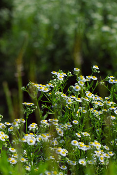 植物野花野草田园