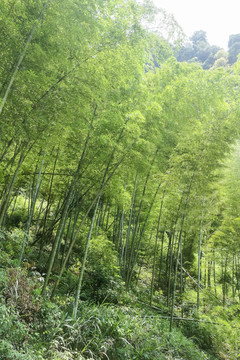 竹林