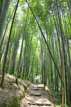 竹林小道