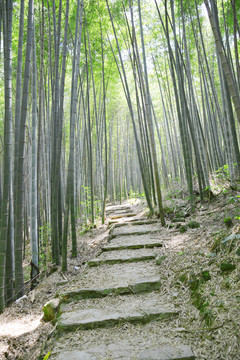 阳光竹林小道