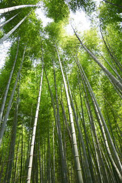 阳光竹林