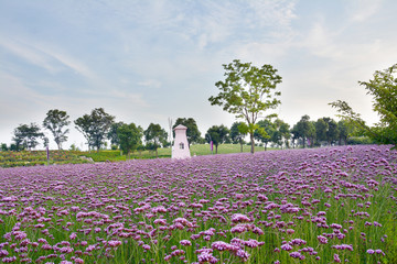 浪漫紫色花田