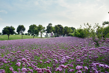 紫色花田