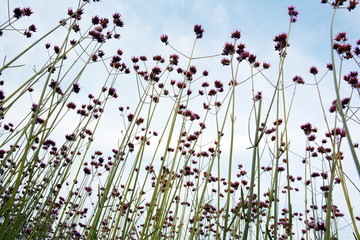 仰拍花丛