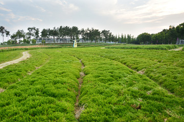 大片绿植