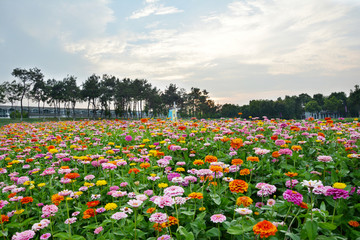 唯美花田