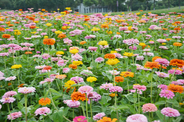 鲜花背景